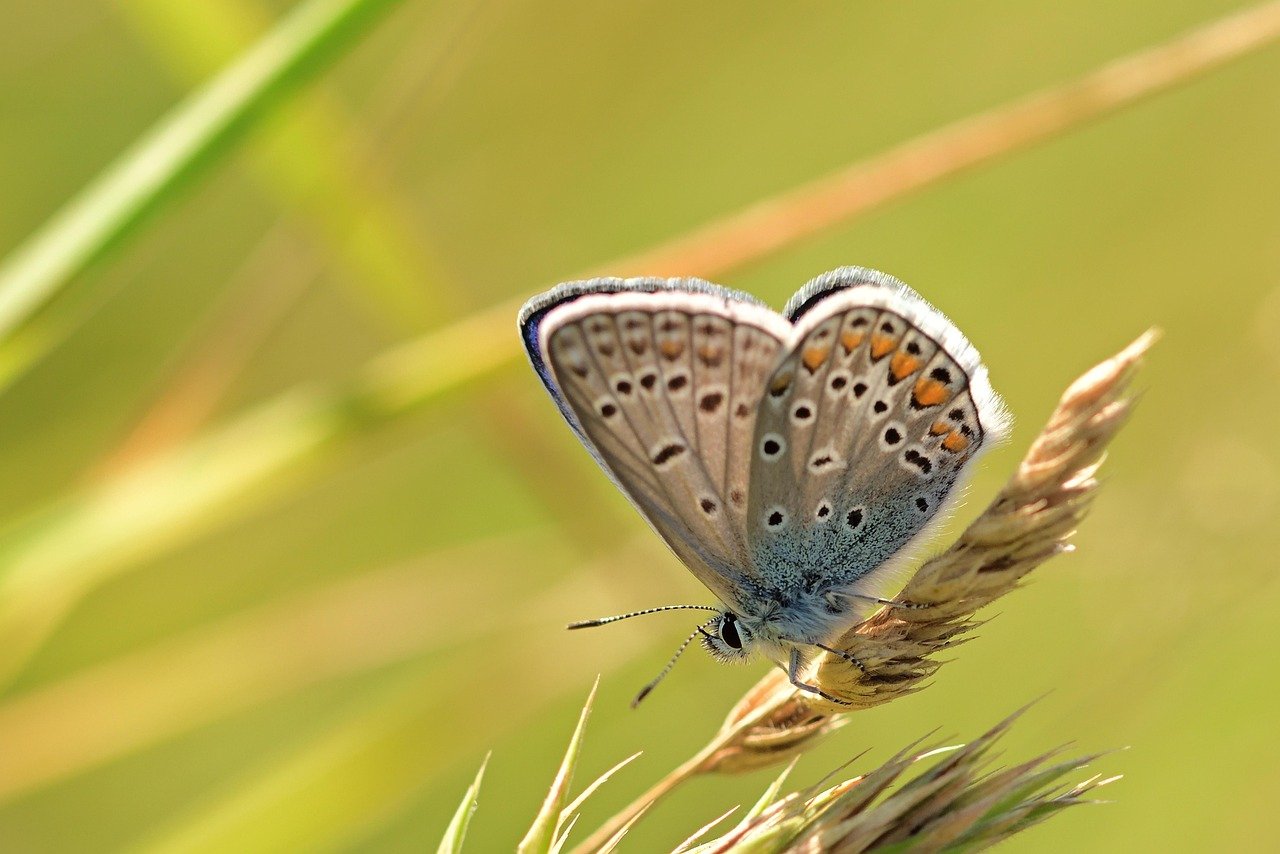 butterfly, common blue, insect, butterfly wings, fauna, nature, close up, nature, nature, nature, nature, nature